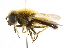  ( - CNC DIPTERA 101741)  @13 [ ] CreativeCommons - Attribution (2011) CNC/CBG Photography Group Centre for Biodiversity Genomics