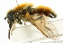  ( - CNC DIPTERA 101742)  @11 [ ] CreativeCommons - Attribution (2011) CNC/CBG Photography Group Centre for Biodiversity Genomics