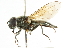  (Cheilosia honesta - CNC DIPTERA 101743)  @14 [ ] CreativeCommons - Attribution (2011) CNC/CBG Photography Group Centre for Biodiversity Genomics