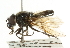  (Cheilosia impudens - CNC DIPTERA 101745)  @13 [ ] CreativeCommons - Attribution (2011) CNC/CBG Photography Group Centre for Biodiversity Genomics