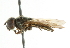  ( - CNC DIPTERA 101746)  @11 [ ] CreativeCommons - Attribution (2011) CNC/CBG Photography Group Centre for Biodiversity Genomics