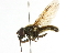  (Cheilosia lenis - CNC DIPTERA 101747)  @13 [ ] CreativeCommons - Attribution (2011) CNC/CBG Photography Group Centre for Biodiversity Genomics