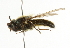  ( - CNC DIPTERA 101748)  @12 [ ] CreativeCommons - Attribution (2011) CNC/CBG Photography Group Centre for Biodiversity Genomics
