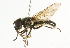  ( - CNC DIPTERA 101749)  @12 [ ] CreativeCommons - Attribution (2011) CNC/CBG Photography Group Centre for Biodiversity Genomics