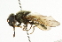  ( - CNC DIPTERA 101750)  @13 [ ] CreativeCommons - Attribution (2011) CNC/CBG Photography Group Centre for Biodiversity Genomics