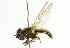  (Cheilosia ruficollis - CNC DIPTERA 101751)  @14 [ ] CreativeCommons - Attribution (2011) CNC/CBG Photography Group Centre for Biodiversity Genomics
