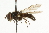  ( - CNC DIPTERA 101752)  @13 [ ] CreativeCommons - Attribution (2011) CNC/CBG Photography Group Centre for Biodiversity Genomics