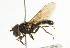  ( - CNC DIPTERA 101753)  @13 [ ] CreativeCommons - Attribution (2011) CNC/CBG Photography Group Centre for Biodiversity Genomics