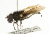  ( - CNC DIPTERA 101754)  @13 [ ] CreativeCommons - Attribution (2011) CNC/CBG Photography Group Centre for Biodiversity Genomics