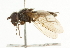  ( - CNC DIPTERA 101755)  @13 [ ] CreativeCommons - Attribution (2011) CNC/CBG Photography Group Centre for Biodiversity Genomics