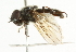  ( - CNC DIPTERA 101756)  @12 [ ] CreativeCommons - Attribution (2011) CNC/CBG Photography Group Centre for Biodiversity Genomics
