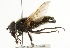  ( - CNC DIPTERA 101757)  @11 [ ] CreativeCommons - Attribution (2011) CNC/CBG Photography Group Centre for Biodiversity Genomics