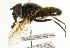 ( - CNC DIPTERA 101758)  @12 [ ] CreativeCommons - Attribution (2011) CNC/CBG Photography Group Centre for Biodiversity Genomics