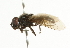  (Cheilosia nasutula - CNC DIPTERA 101759)  @14 [ ] CreativeCommons - Attribution (2011) CNC/CBG Photography Group Centre for Biodiversity Genomics