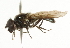  ( - CNC DIPTERA 101760)  @13 [ ] CreativeCommons - Attribution (2011) CNC/CBG Photography Group Centre for Biodiversity Genomics
