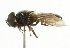  ( - CNC DIPTERA 101761)  @12 [ ] CreativeCommons - Attribution (2011) CNC/CBG Photography Group Centre for Biodiversity Genomics