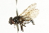  ( - CNC DIPTERA 101762)  @13 [ ] CreativeCommons - Attribution (2011) CNC/CBG Photography Group Centre for Biodiversity Genomics