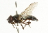  ( - CNC DIPTERA 101763)  @13 [ ] CreativeCommons - Attribution (2011) CNC/CBG Photography Group Centre for Biodiversity Genomics
