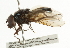  ( - CNC DIPTERA 101764)  @12 [ ] CreativeCommons - Attribution (2011) CNC/CBG Photography Group Centre for Biodiversity Genomics