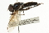  ( - CNC DIPTERA 101765)  @11 [ ] CreativeCommons - Attribution (2011) CNC/CBG Photography Group Centre for Biodiversity Genomics
