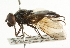  ( - CNC DIPTERA 101766)  @11 [ ] CreativeCommons - Attribution (2011) CNC/CBG Photography Group Centre for Biodiversity Genomics