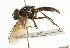  (Cheilosia nigripes - CNC DIPTERA 101767)  @13 [ ] CreativeCommons - Attribution (2011) CNC/CBG Photography Group Centre for Biodiversity Genomics