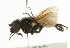  ( - CNC DIPTERA 101768)  @12 [ ] CreativeCommons - Attribution (2011) CNC/CBG Photography Group Centre for Biodiversity Genomics