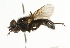  ( - CNC DIPTERA 101769)  @13 [ ] CreativeCommons - Attribution (2011) CNC/CBG Photography Group Centre for Biodiversity Genomics