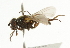  ( - CNC DIPTERA 101770)  @13 [ ] CreativeCommons - Attribution (2011) CNC/CBG Photography Group Centre for Biodiversity Genomics