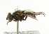  ( - CNC DIPTERA 101771)  @12 [ ] CreativeCommons - Attribution (2011) CNC/CBG Photography Group Centre for Biodiversity Genomics