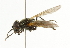  ( - CNC DIPTERA 101772)  @12 [ ] CreativeCommons - Attribution (2011) CNC/CBG Photography Group Centre for Biodiversity Genomics