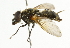  ( - CNC DIPTERA 101773)  @13 [ ] CreativeCommons - Attribution (2011) CNC/CBG Photography Group Centre for Biodiversity Genomics