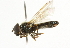  ( - CNC DIPTERA 101775)  @13 [ ] CreativeCommons - Attribution (2011) CNC/CBG Photography Group Centre for Biodiversity Genomics