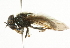  ( - CNC DIPTERA 101776)  @12 [ ] CreativeCommons - Attribution (2011) CNC/CBG Photography Group Centre for Biodiversity Genomics