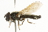  ( - CNC DIPTERA 101777)  @13 [ ] CreativeCommons - Attribution (2011) CNC/CBG Photography Group Centre for Biodiversity Genomics
