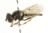  ( - CNC DIPTERA 101778)  @14 [ ] CreativeCommons - Attribution (2011) CNC/CBG Photography Group Centre for Biodiversity Genomics