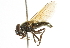  ( - CNC DIPTERA 101781)  @13 [ ] CreativeCommons - Attribution (2011) CNC/CBG Photography Group Centre for Biodiversity Genomics