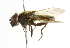  ( - CNC DIPTERA 101782)  @14 [ ] CreativeCommons - Attribution (2011) CNC/CBG Photography Group Centre for Biodiversity Genomics