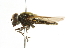  ( - CNC DIPTERA 101783)  @12 [ ] CreativeCommons - Attribution (2011) CNC/CBG Photography Group Centre for Biodiversity Genomics