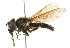  (Cheilosia rhynchops - CNC DIPTERA 101785)  @13 [ ] CreativeCommons - Attribution (2011) CNC/CBG Photography Group Centre for Biodiversity Genomics