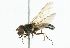  ( - CNC DIPTERA 101789)  @13 [ ] CreativeCommons - Attribution (2011) CNC/CBG Photography Group Centre for Biodiversity Genomics