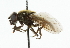  ( - CNC DIPTERA 101790)  @11 [ ] CreativeCommons - Attribution (2011) CNC/CBG Photography Group Centre for Biodiversity Genomics