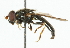  (Cheilosia soror - CNC DIPTERA 101793)  @13 [ ] CreativeCommons - Attribution (2011) CNC/CBG Photography Group Centre for Biodiversity Genomics