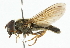  (Cheilosia maroccana - CNC DIPTERA 101795)  @13 [ ] CreativeCommons - Attribution (2011) CNC/CBG Photography Group Centre for Biodiversity Genomics
