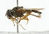 ( - CNC DIPTERA 101797)  @13 [ ] CreativeCommons - Attribution (2011) CNC/CBG Photography Group Centre for Biodiversity Genomics
