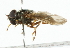  ( - CNC DIPTERA 101798)  @13 [ ] CreativeCommons - Attribution (2011) CNC/CBG Photography Group Centre for Biodiversity Genomics