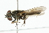  ( - CNC DIPTERA 101801)  @12 [ ] CreativeCommons - Attribution (2011) CNC/CBG Photography Group Centre for Biodiversity Genomics