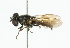  ( - CNC DIPTERA 101802)  @12 [ ] CreativeCommons - Attribution (2011) CNC/CBG Photography Group Centre for Biodiversity Genomics