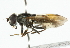  (Cheilosia paralobi - CNC DIPTERA 101803)  @14 [ ] CreativeCommons - Attribution (2011) CNC/CBG Photography Group Centre for Biodiversity Genomics