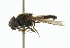  ( - CNC DIPTERA 101804)  @12 [ ] CreativeCommons - Attribution (2011) CNC/CBG Photography Group Centre for Biodiversity Genomics